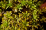 Syntrichia papillosa