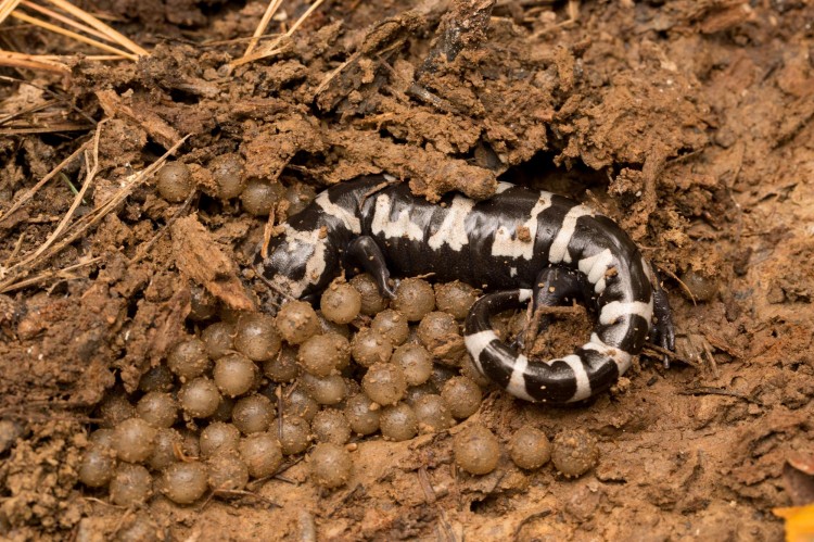 Marbled salamander protects a clutch of large water-filled eggs. 