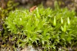 Bryum caespiticium