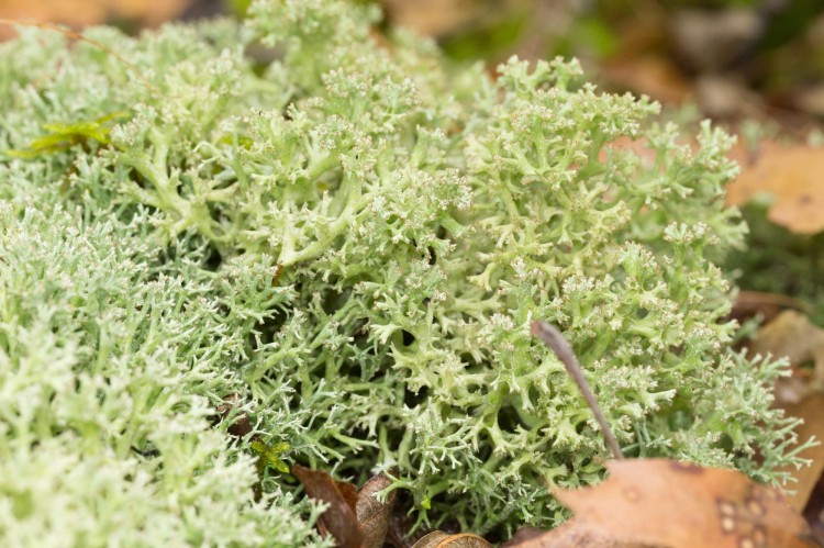 Cladonia uncialis is a "reindeer lichen."