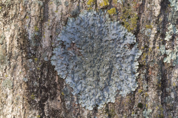 Punctelia rudecta is a moderate-size gray foliose lichen.