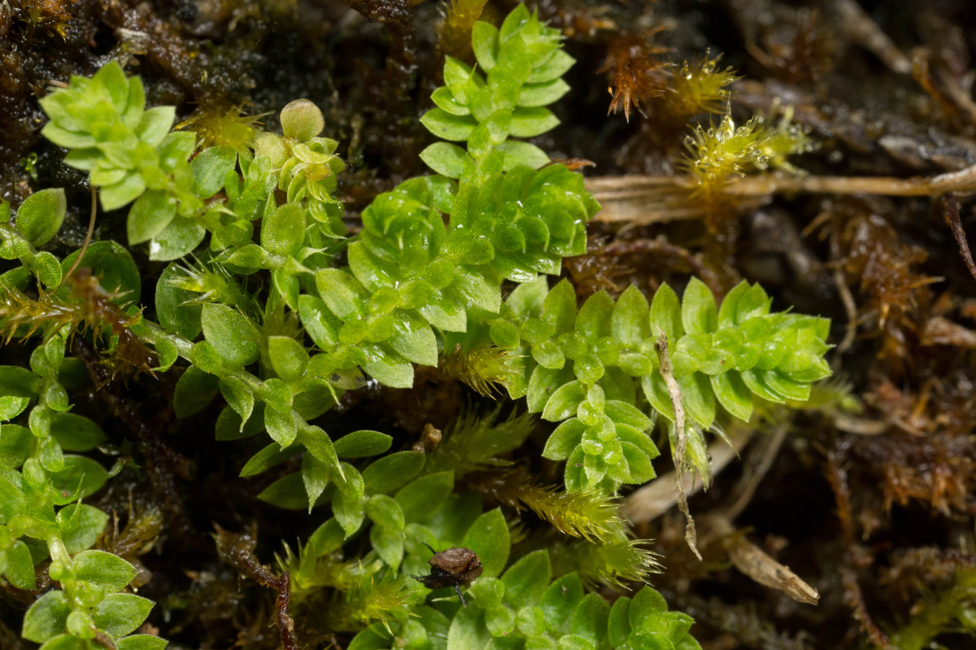 Meadow spikemoss is a vascular plant in the phylum Lycopodophyta. 
