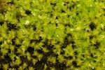 Bryum pseudotriquetrum