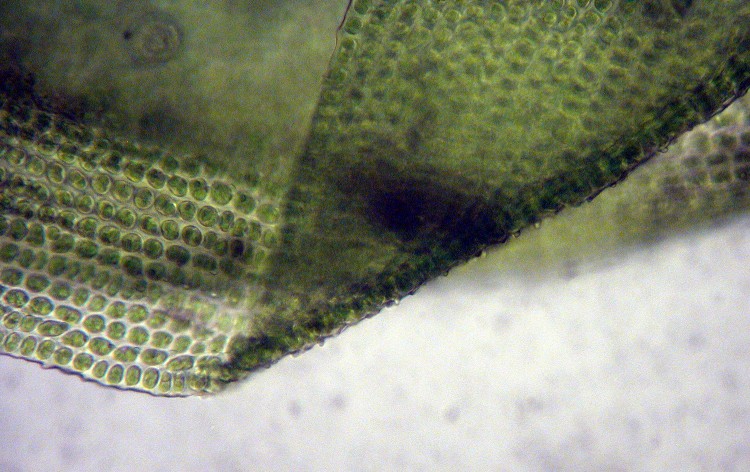 Ulota crispa leaf photo by Bob Klips