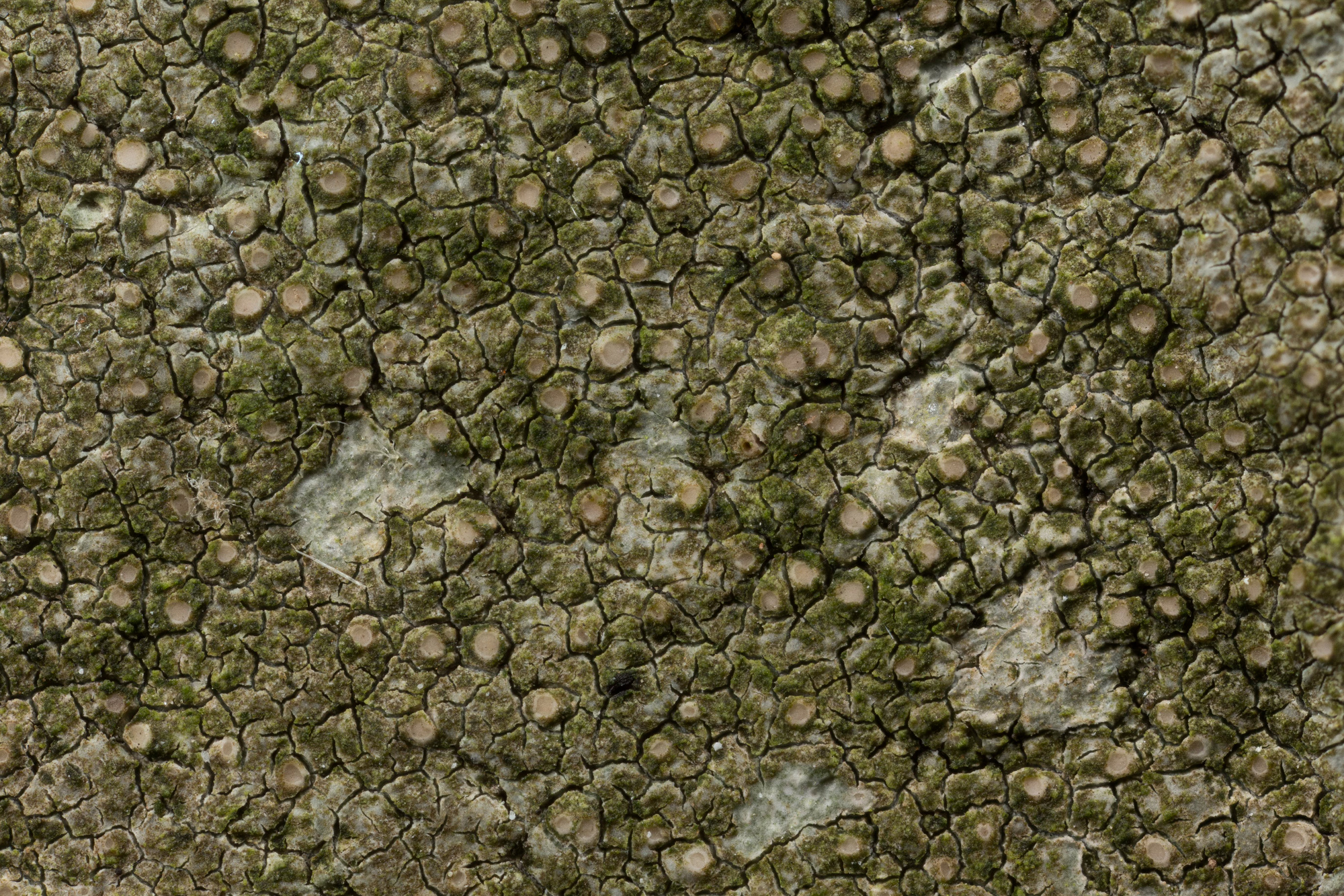 Ionaspis alba apothecium – Ohio Moss and Lichen Association