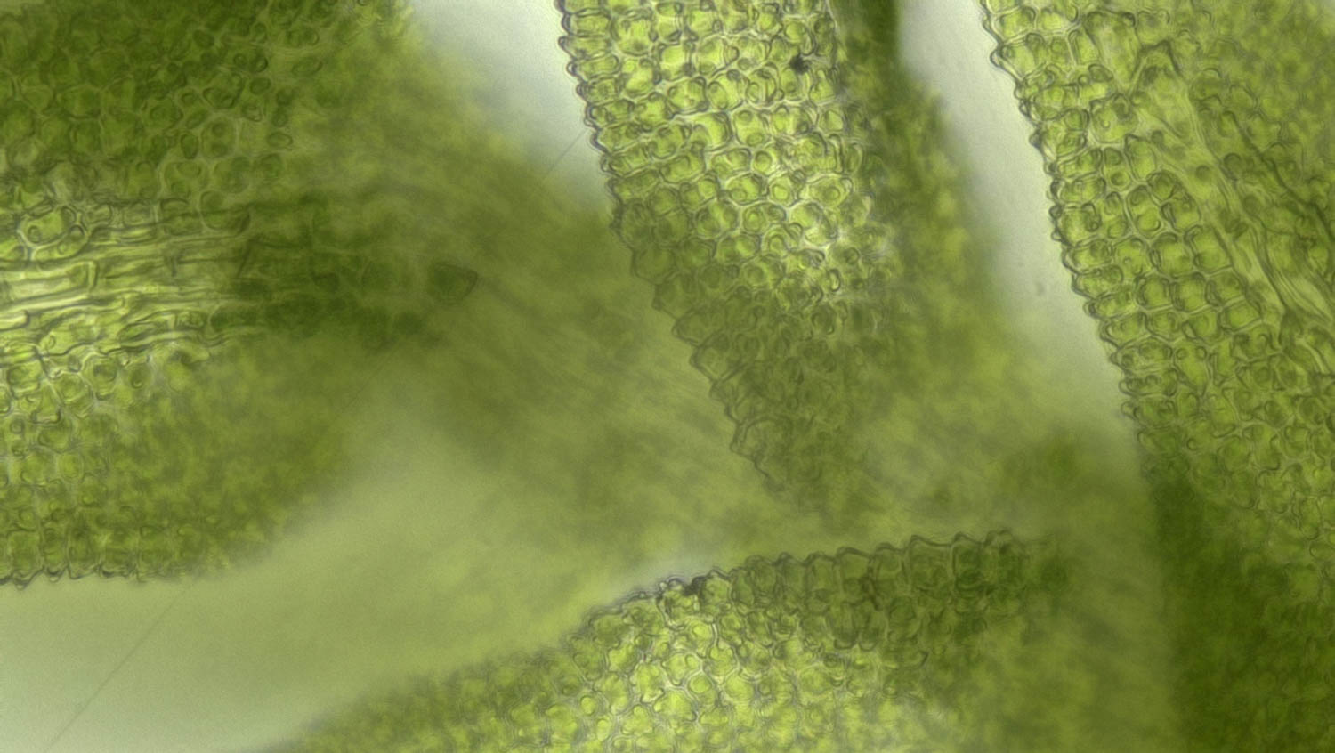 moss-Cyrto-hypnum pygmaeum – Ohio Moss and Lichen Association