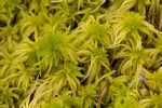 Sphagnum fimbriatum 