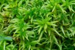 Sphagnum palustre