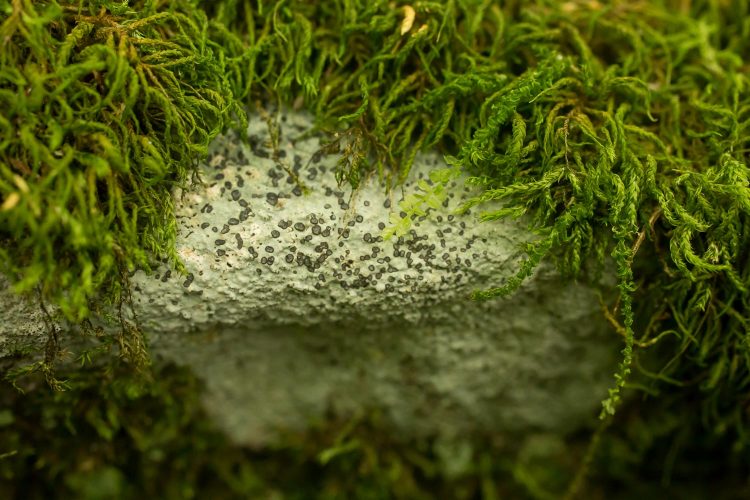 Crustose lichen Porpidia albocaerulescens and moss Anomodon attenuatus on rock in woods. 