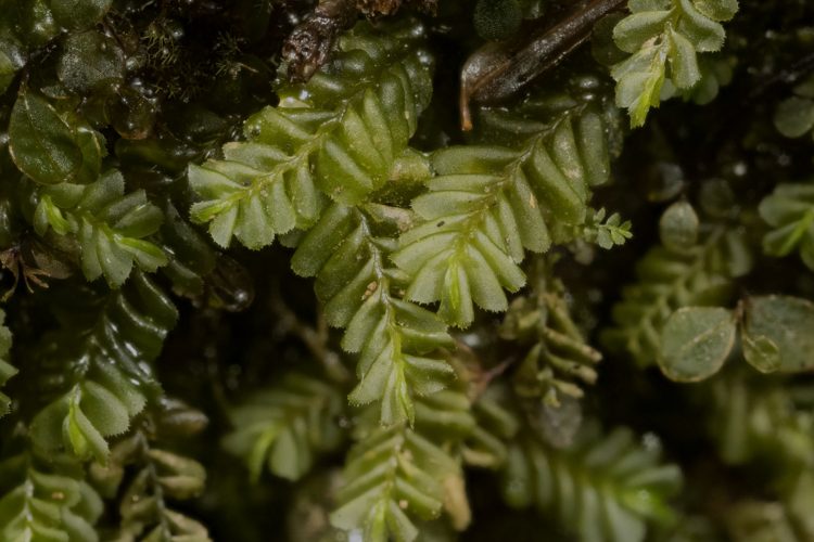 https://ohiomosslichen.org/liverwort-plagiochila-asplenioides/