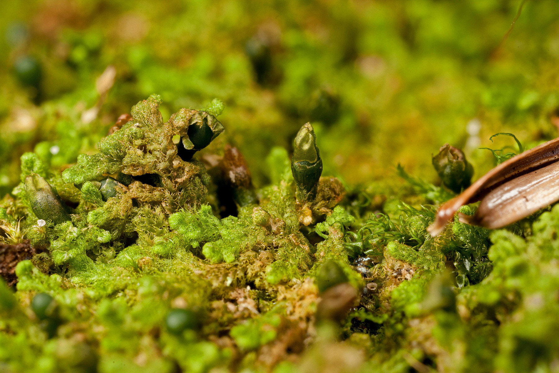 Liverwort Ptilidium Pulcherrimum – Ohio Moss And Lichen Association